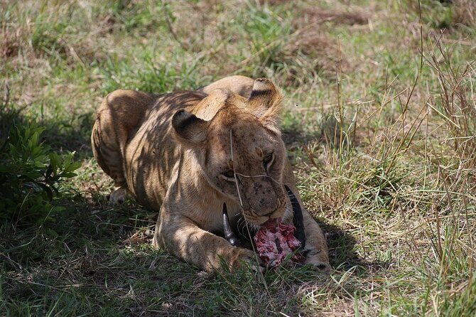 4 Day Safari Maasai Mara, Lake Nakuru and Lake Naivasha - Authentic Experiences and Hidden Gems