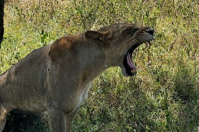 4 Day Safari Maasai Mara, Lake Nakuru and Lake Naivasha - Who Is This Tour Best For?