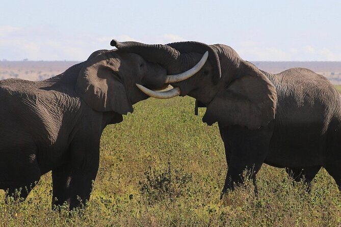 4 Day Safari Maasai Mara, Lake Nakuru and Lake Naivasha - The Sum Up