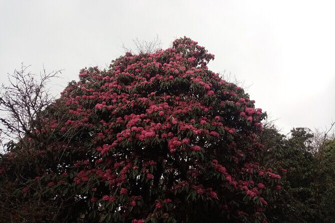 4 Days Amazing Trekking from Pokhara-Ghorepani Poon Hill - FAQ