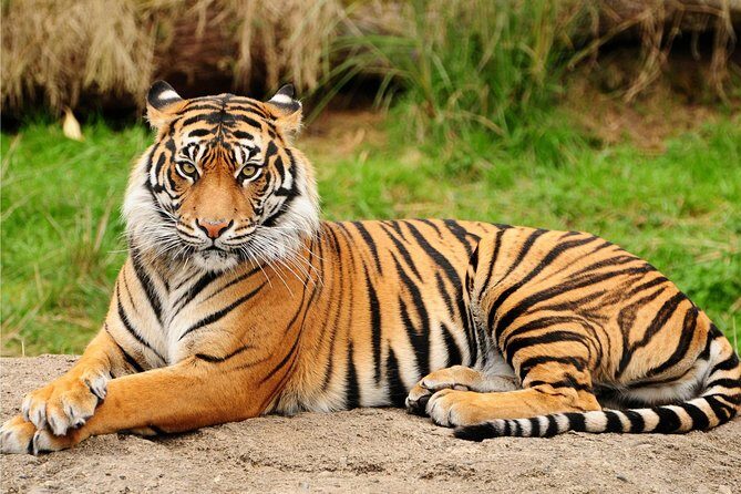 4 Days: Guided Jaipur, Ranthambore, Udaipur Tour With Hotels - Day 4: Wrapping Up and Departures