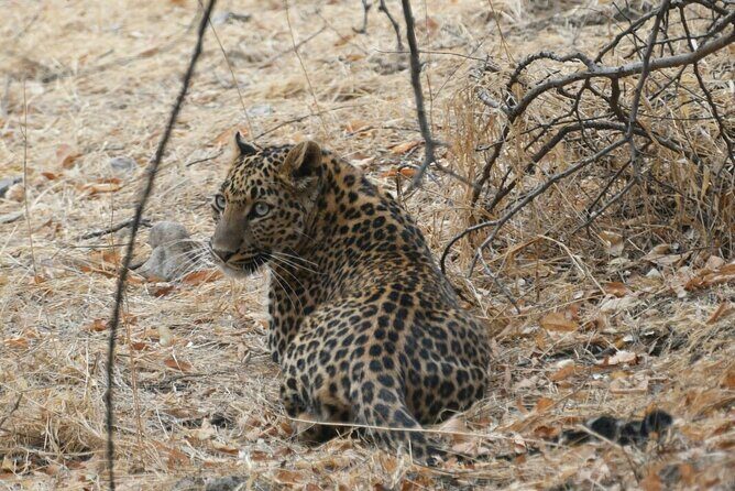 4 Days: Jaipur, Ranthambore Tigers & Taj Mahal Tour From Jaipur With Delhi Drop - Introduction: What’s This Tour Really Like?