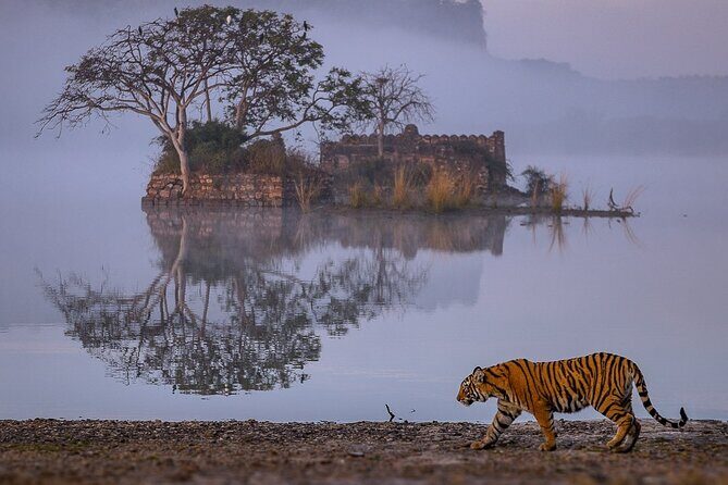 4 Days: Jaipur, Ranthambore Tigers & Taj Mahal Tour From Jaipur With Delhi Drop - Final Thoughts