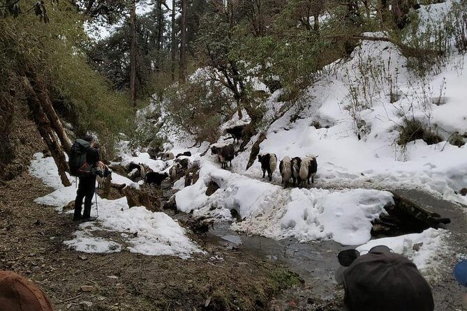 4 Days Poon Hill Trek from Pokhara - Authentic Traveler Insights