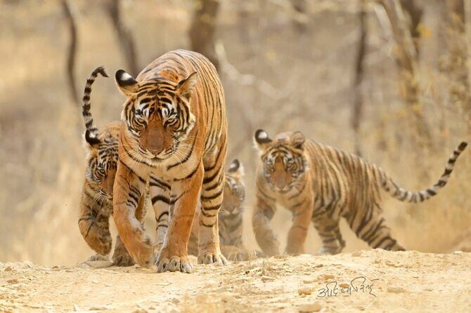 4 Days: Ranthambore, Jodhpur, Udaipur Tour From Jaipur With Hotel - The Sum Up