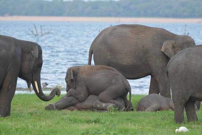 4 Days Tour to Kandy, Sigiriya & Nuwara Eliya - FAQ