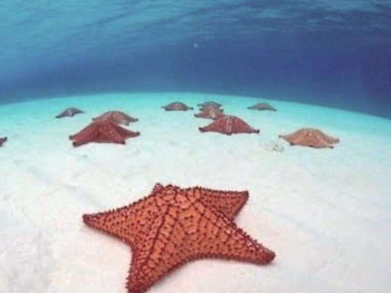 4 Days Yoga, Snorkel and Horseback Riding in Cozumel - Key Points