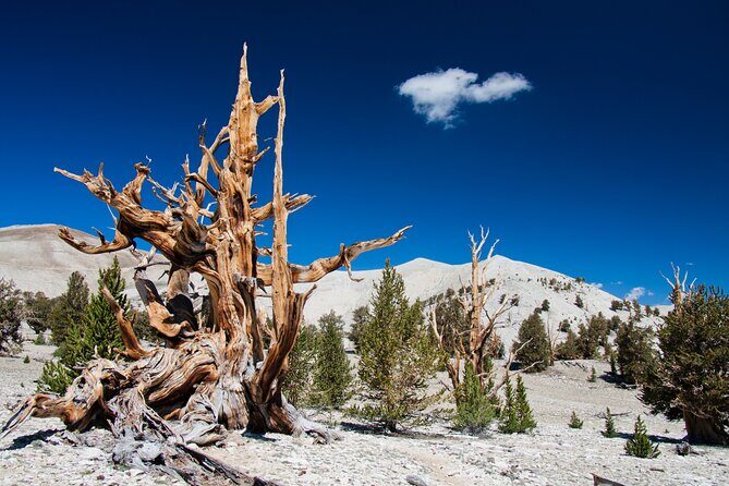 4-Hour, 5-seat ATV Rental next to Bryce National Park - Who Should Consider This Experience?