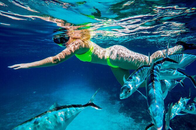 4 Hour Cozumel Reefs Snorkeling - Who is This Tour Best For?