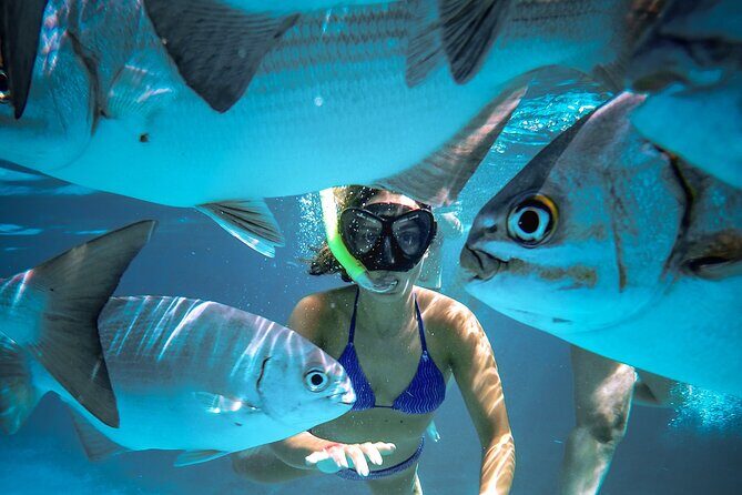 4 Hour Cozumel Reefs Snorkeling - The Sum Up