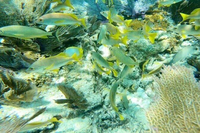 4 Hour Egmont Key Island Tour With Dolphins & Snorkeling Included - Frequently Asked Questions