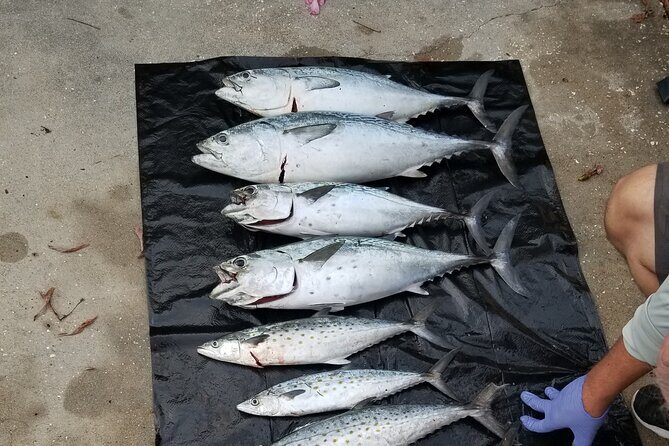 4-hour Fishing Adventure at Belleair Causeway - Who Will Love This Tour?