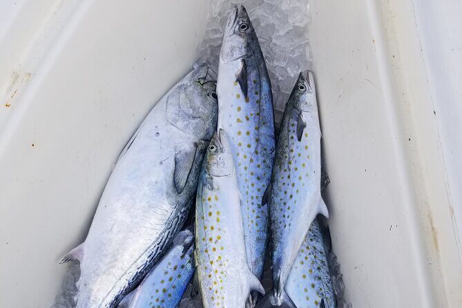4-hour Fishing Adventure at Belleair Causeway - FAQ