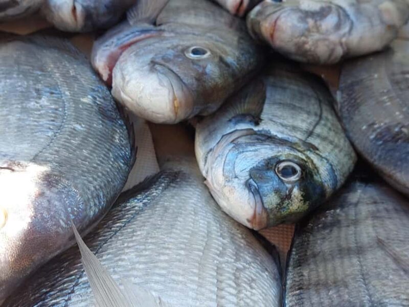 4-hour FISHING trip on a BOAT departing from Hondarribia - Practical Tips and Considerations