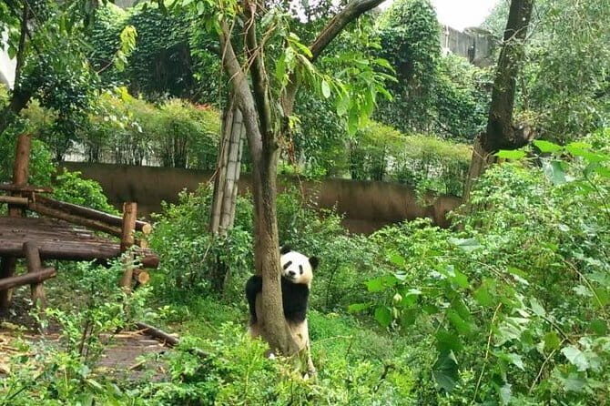 4-Hour Giant Panda Experience Private Tour With Morning Departure - The Itinerary in Detail