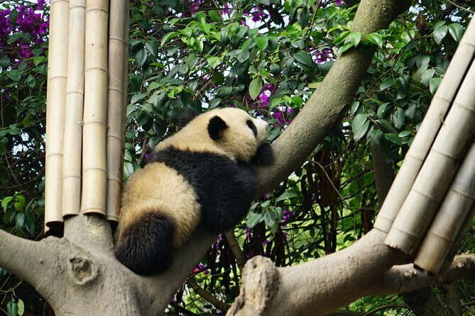 4-Hour Giant Panda Experience Private Tour With Morning Departure - Final Thoughts
