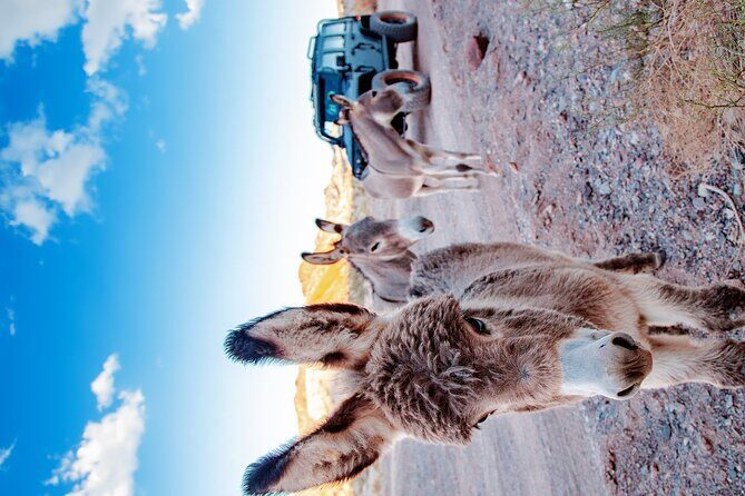 4-Hour Guided Off-Road Adventure to Wild Horses and Old Saloon - Who Will Enjoy This Tour?