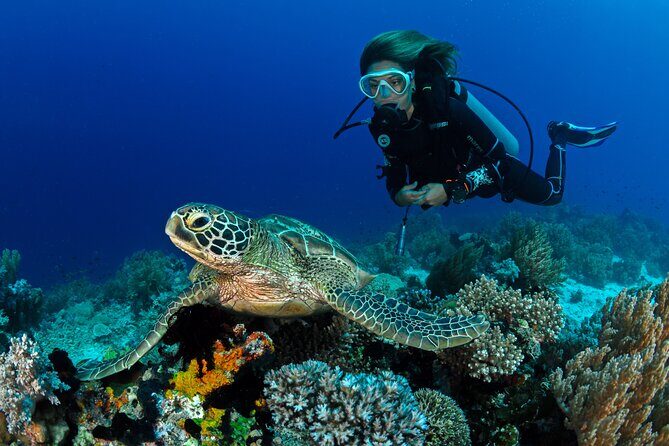 4 Hour Guided Scuba Diving Adventures in Waikiki - Key Points