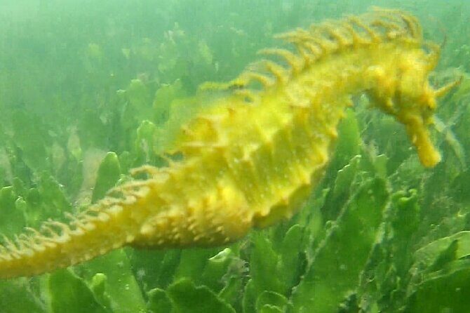 4 hour Kayak & Snorkeling Tour in Ria Formosa Natural park - A Deep Dive into the Experience