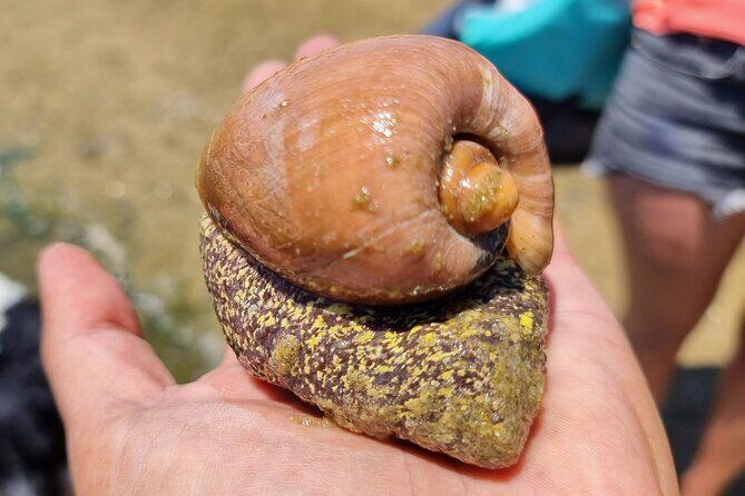 4 hour Kayak & Snorkeling Tour in Ria Formosa Natural park - The Sum Up