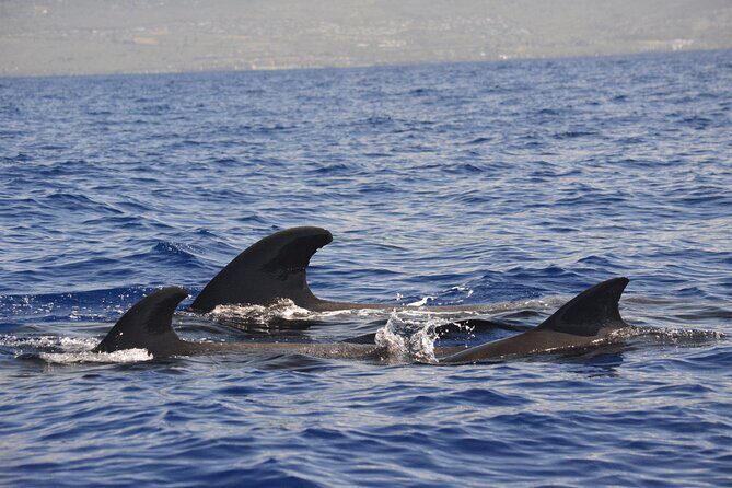 4-Hour Kona Private Charter - Who Will Love This Tour?