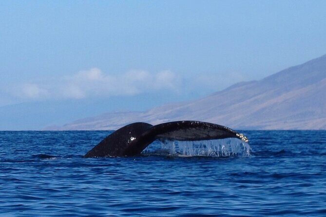 4-Hour Makena Whale Watch Tour - Authentic Reviews: What Tour Participants Say