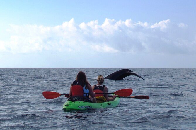 4-Hour Makena Whale Watch Tour - Frequently Asked Questions