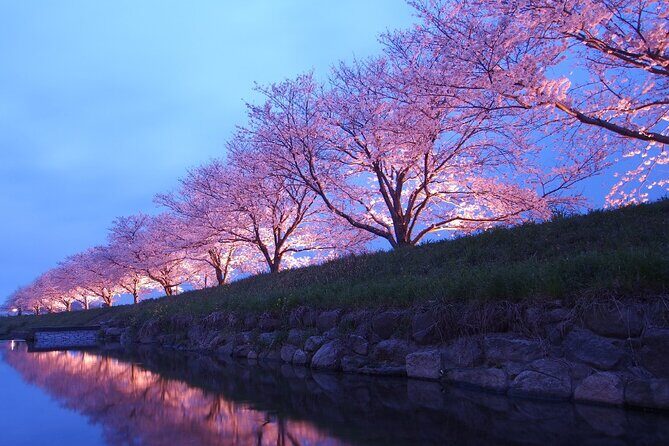 4 Hour Private Cherry Blossom "Sakura" Experience in Nagasaki - Exploring Nagasaki’s Cherry Blossom Tour in Detail