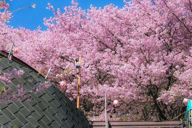 4 Hour Private Cherry Blossom "Sakura" Experience in Nagasaki - Why This Tour Works for You