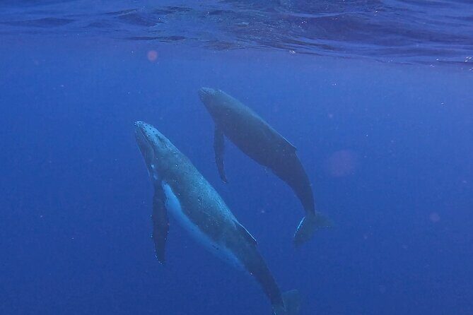 4 Hour Private Humpback Whales Encounter in Moorea - An In-Depth Look at the Moorea Whale Encounter