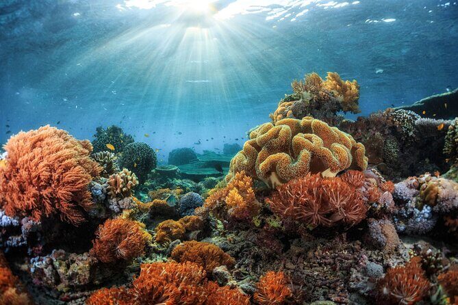 4 Hour Private Snorkeling Tour in Kona - An In-Depth Look at the Experience
