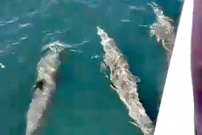 4-Hour Private Whale Watching in Puerto Vallarta - An In-Depth Look at the Whale Watching Tour