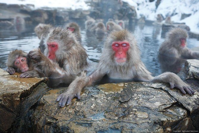4-hour Snow Monkey Park Tour, From/To Tokyo, 2-12 guests - In-Depth Review of the Tour Experience