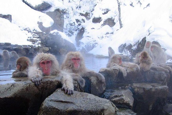 4-hour Snow Monkey Park Tour, From/To Tokyo, 2-12 guests - Final Thoughts