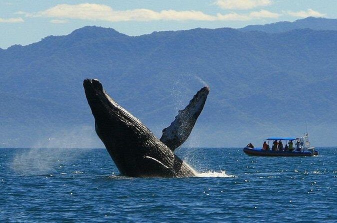 4-Hour Whale Watching Cruise in Puerto Vallarta - An In-Depth Look at the Whale Watching Experience