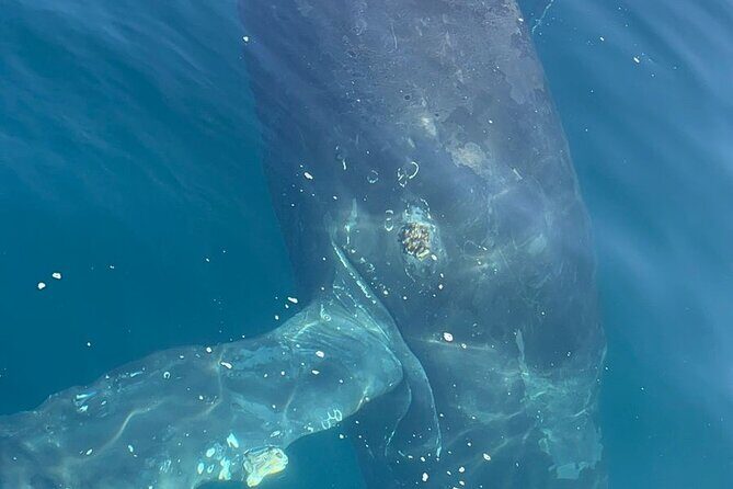 4-hour whale watching in magical Mazatlan - FAQ