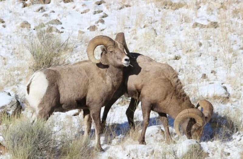 4 Hour Wildlife Safari in Grand Teton National Park - Key Points