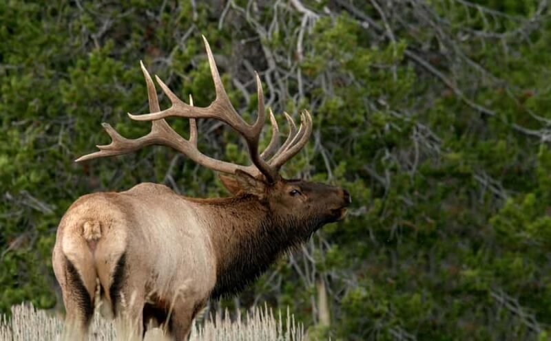 4 Hour Wildlife Safari in Grand Teton National Park - Who Would Enjoy This Tour?