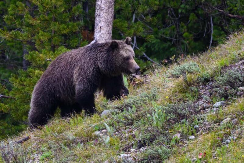 4 Hour Wildlife Safari in Grand Teton National Park - The Sum Up: Is This Tour Right for You?
