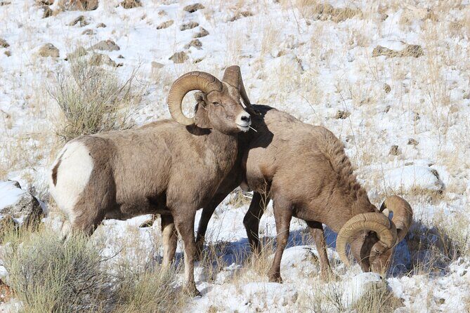 4 Hour Wildlife Safari in Grand Teton National Park - Real Traveler Insights: What People Are Saying