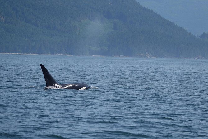 4 hour Zodiac Whale and Wildlife Tour - FAQ