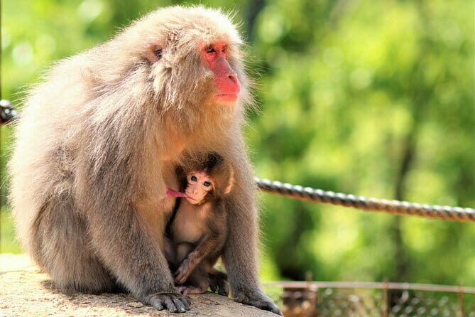 4 Hours Arashiyama and Arashiyama Monkey Park Tour - Final Thoughts on Value and Experience