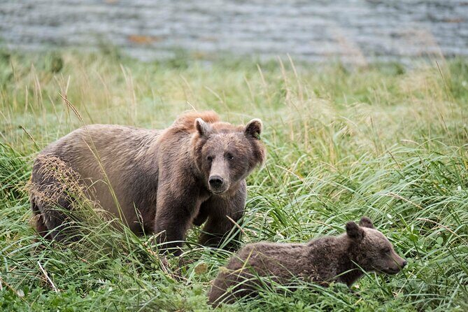 4 hours Haines Chilkoot Wilderness and Wildlife Tour - Key Points