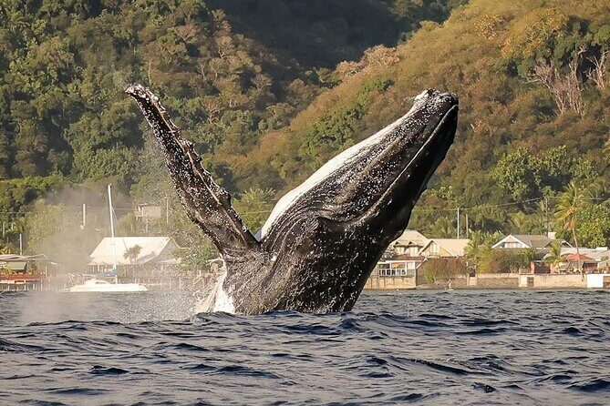 4 Hours of Humpback Whale Watching in Tahiti - Exploring the Humpback Whale Watching Tour in Tahiti: An Honest Review