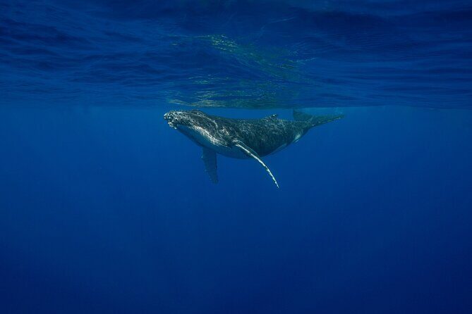 4 Hours of Humpback Whale Watching in Tahiti - Key Points