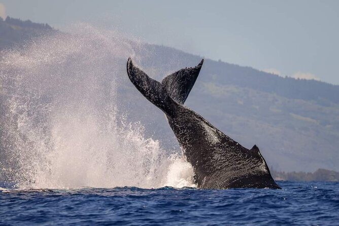 4 Hours of Humpback Whale Watching in Tahiti - Wrapping It Up: Who Will Love This?