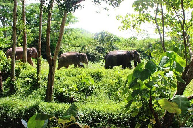 4-Hours Phuket Ethical Elephant Sanctuary Tour with Lunch - Phuket Ethical Elephant Sanctuary Tour with Lunch: A Detailed Look