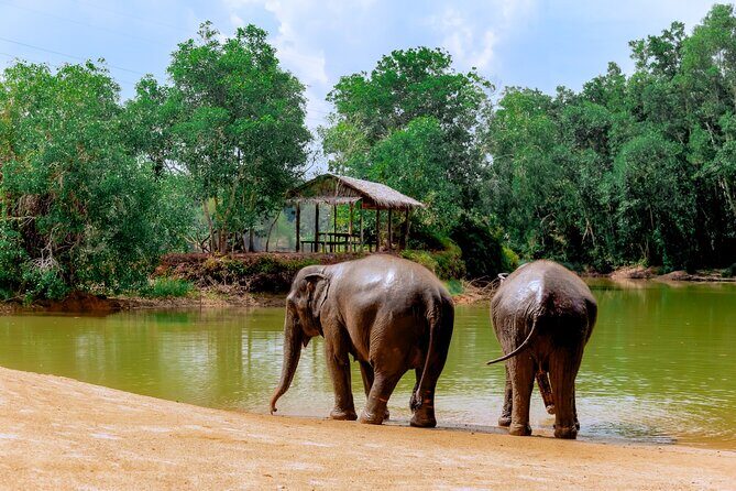 4-Hours Phuket Ethical Elephant Sanctuary Tour with Lunch - Final Thoughts