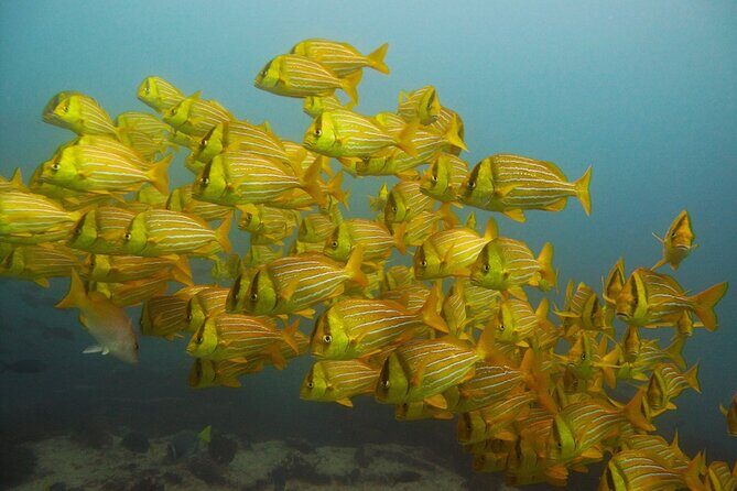 4 Hours Snorkeling Tour in Cabo San Lucas and Corridor - Whats Included and What Not