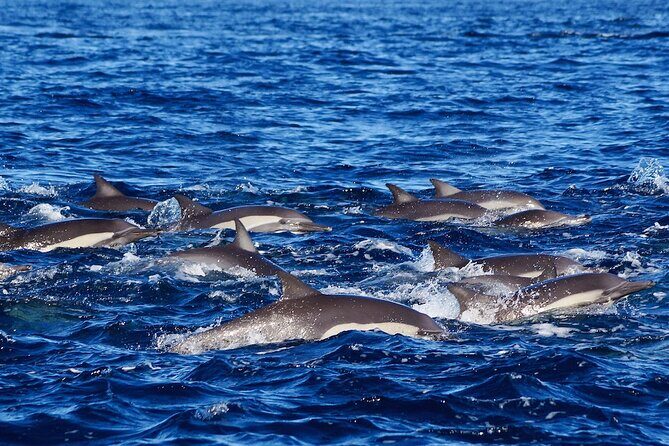 4 Hours Snorkeling Tour in Cabo San Lucas and Corridor - FAQ